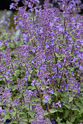 Junior Walker Catmint (Nepeta x faassenii 'Novanepjun') at Green Haven Garden Centre