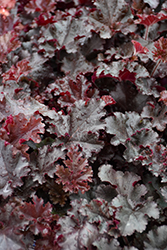 Melting Fire Coral Bells (Heuchera 'Melting Fire') at Green Haven Garden Centre