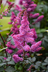 Younique Lilac Astilbe (Astilbe 'Verslilac') at Green Haven Garden Centre