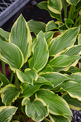 So Sweet Hosta (Hosta 'So Sweet') at Green Haven Garden Centre