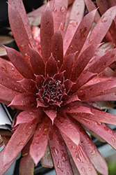 Royal Ruby Hens And Chicks (Sempervivum 'Royal Ruby') at Green Haven Garden Centre