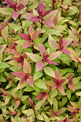 Poprocks Rainbow Fizz Spirea (Spiraea japonica 'Matgold') at Green Haven Garden Centre