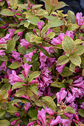 Midnight Sun Reblooming Weigela (Weigela florida 'Verweig9') at Green Haven Garden Centre