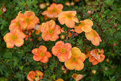 Happy Face Orange Potentilla (Potentilla fruticosa 'Minporoug01') at Green Haven Garden Centre