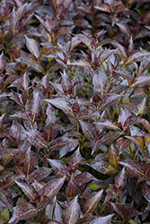 Midnight Wine Shine Weigela (Weigela florida 'SMNWFMS') at Green Haven Garden Centre