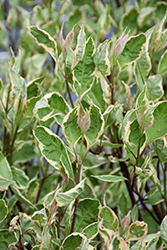 Sgt. Pepper Dogwood (Cornus alba 'Verpaalen2') at Green Haven Garden Centre