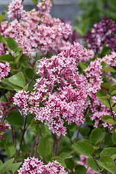 Tinkerbelle Lilac (Syringa 'Bailbelle') at Green Haven Garden Centre