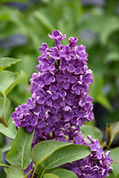 Pocahontas Lilac (Syringa x hyacinthiflora 'Pocahontas') at Green Haven Garden Centre