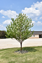 Klondike Amur Cherry (Prunus maackii 'Jefdike') at Green Haven Garden Centre