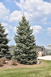 Baby Blue Spruce (Picea pungens 'Baby Blue') at Green Haven Garden Centre