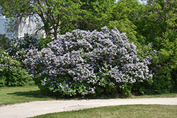 Common Lilac (Syringa vulgaris) at Green Haven Garden Centre