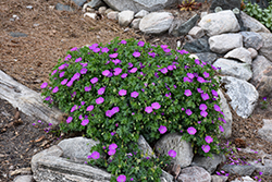 Bloody Cranesbill (Geranium sanguineum) at Green Haven Garden Centre