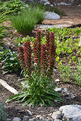 Red Feathers (Echium amoenum) at Green Haven Garden Centre