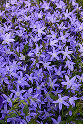Blue Waterfall Serbian Bellflower (Campanula poscharskyana 'Blue Waterfall') at Green Haven Garden Centre