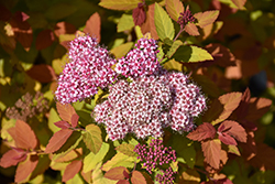 Double Play Big Bang Spirea (Spiraea 'Tracy') at Green Haven Garden Centre