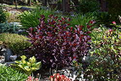 Winecraft Black Smokebush (Cotinus coggygria 'NCCO1') at Green Haven Garden Centre