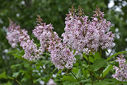 Late Lilac (Syringa villosa) at Green Haven Garden Centre