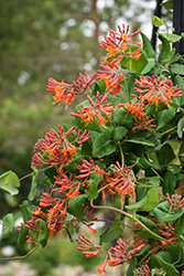 Dropmore Scarlet Trumpet Honeysuckle (Lonicera x brownii 'Dropmore Scarlet') at Green Haven Garden Centre