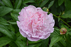 Sarah Bernhardt Peony (Paeonia 'Sarah Bernhardt') at Green Haven Garden Centre