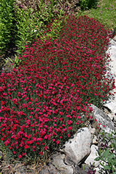 Flashing Light Maiden Pinks (Dianthus deltoides 'Flashing Light') at Green Haven Garden Centre