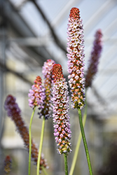Orchid Primrose (Primula vialii) at Green Haven Garden Centre
