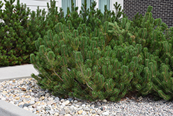 Mugo Pine (Pinus mugo) at Green Haven Garden Centre