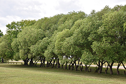 Golden Willow (Salix alba 'Vitellina') at Green Haven Garden Centre