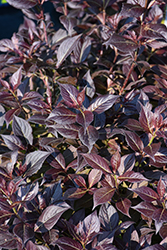 Stunner Weigela (Weigela florida 'Spring 2') at Green Haven Garden Centre