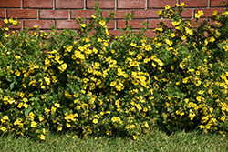 Gold Star Potentilla (Potentilla fruticosa 'Gold Star') at Green Haven Garden Centre