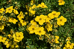 Gold Star Potentilla (Potentilla fruticosa 'Gold Star') at Green Haven Garden Centre