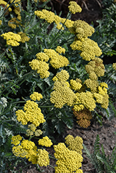 Moonshine Yarrow (Achillea 'Moonshine') at Green Haven Garden Centre