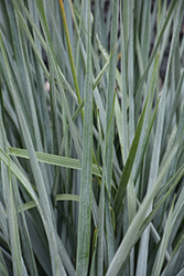 Blue Dune Lyme Grass (Leymus arenarius 'Blue Dune') at Green Haven Garden Centre