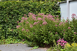 Gateway Joe Pye Weed (Eupatorium maculatum 'Gateway') at Green Haven Garden Centre