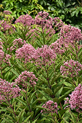 Gateway Joe Pye Weed (Eupatorium maculatum 'Gateway') at Green Haven Garden Centre