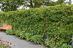 Engelmann Ivy (Parthenocissus quinquefolia 'var. englemannii') at Green Haven Garden Centre
