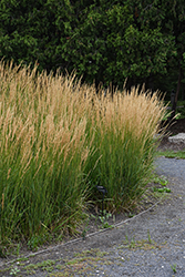 Karl Foerster Reed Grass (Calamagrostis x acutiflora 'Karl Foerster') at Green Haven Garden Centre