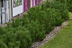 Dwarf Mugo Pine (Pinus mugo var. pumilio) at Green Haven Garden Centre