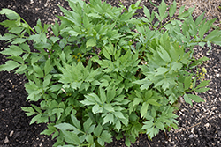 Lovage (Levisticum officinale) at Green Haven Garden Centre