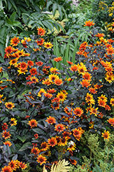 Bleeding Hearts False Sunflower (Heliopsis helianthoides 'Bleeding Hearts') at Green Haven Garden Centre