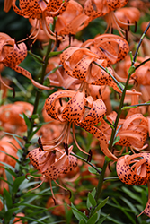 Tiger Lily (Lilium lancifolium) at Green Haven Garden Centre