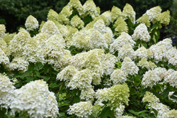 Limelight Prime Hydrangea (Hydrangea paniculata 'SMNHPPH') at Green Haven Garden Centre