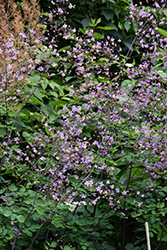 Rochebrun Meadow Rue (Thalictrum rochebruneanum) at Green Haven Garden Centre