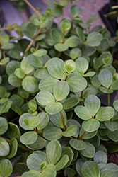 Peperomia (Peperomia 'Hope') at Green Haven Garden Centre