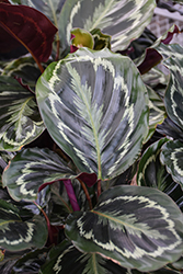 Painted Calathea (Calathea roseopicta 'Medallion') at Green Haven Garden Centre