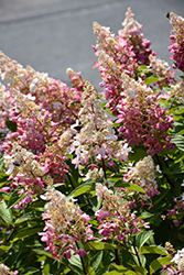 Pinky Winky Prime Hydrangea (Hydrangea paniculata 'ILVOHPPRM') at Green Haven Garden Centre