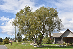 Golden Willow (Salix alba 'Vitellina') at Green Haven Garden Centre