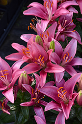 Lily Looks Tiny Pearl Lily (Lilium 'Tiny Pearl') at Green Haven Garden Centre