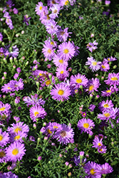 Pink Lace Aster (Symphyotrichum dumosum 'Pink Lace') at Green Haven Garden Centre