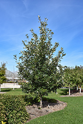 Admiration Oak (Quercus 'Jefmir') at Green Haven Garden Centre