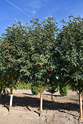 Luxor Pyramidal Mountain Ash (Sorbus aucuparia 'Luxor') at Green Haven Garden Centre